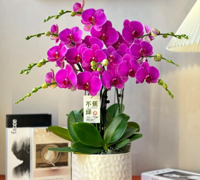 小众送妈妈的花有哪些花