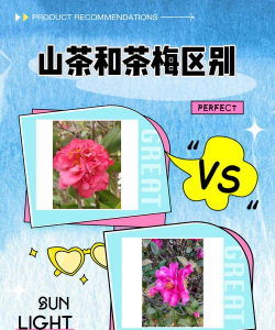山茶花和茶梅的区别
