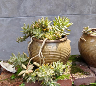 小众送妈妈的花有哪些花