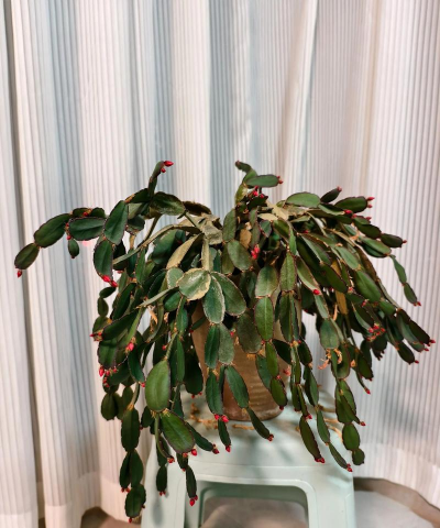 小众送妈妈的花有哪些花