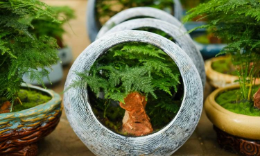 小众送妈妈的花有哪些花