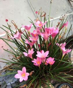 小众送妈妈的花有哪些花