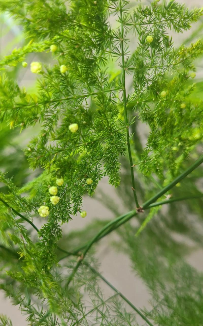 小众送妈妈的花有哪些花