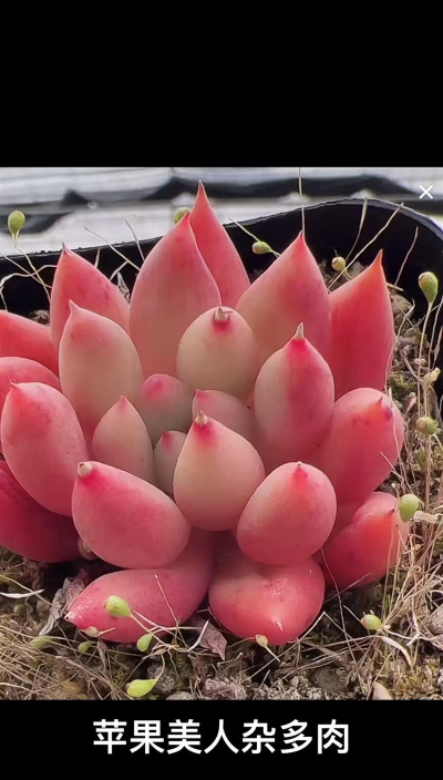 小众送妈妈的花有哪些花