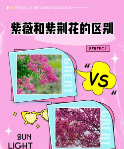 紫荆和紫薇的区别