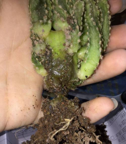 小众送妈妈的花有哪些花