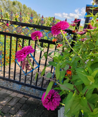 小众送妈妈的花有哪些花