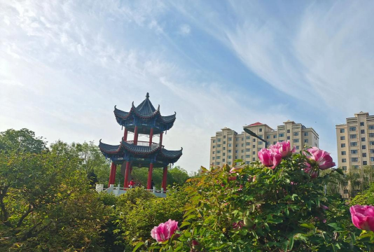 小众送妈妈的花有哪些花