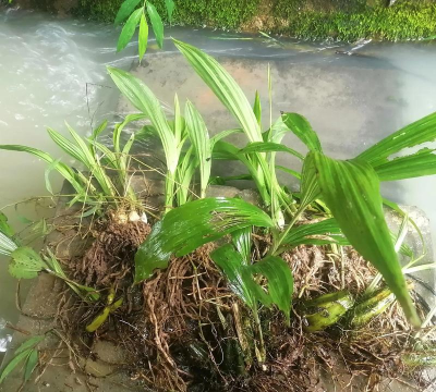 小众送妈妈的花有哪些花