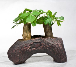 小众送妈妈的花有哪些花