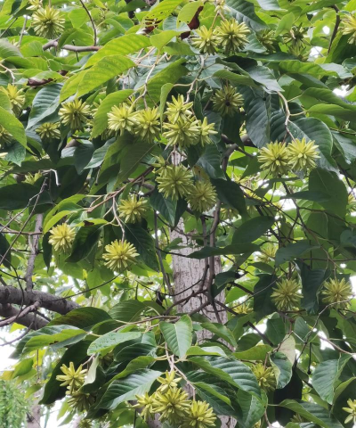 怎么样辨别喜树