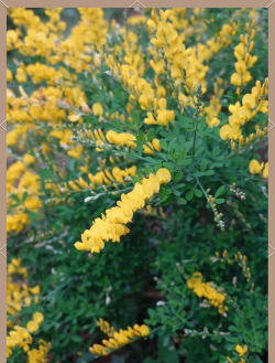 锦鸡儿和金雀儿的区别