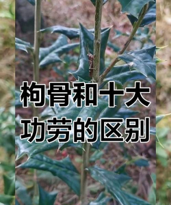 枸骨和十大功劳的区别