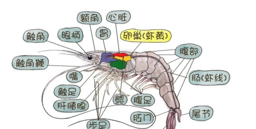 小龙虾心脏长在什么位置