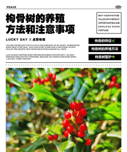 小众送妈妈的花有哪些花