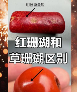 怎么辨别草珊瑚