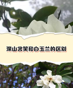 小众送妈妈的花有哪些花