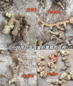 怎么辨别黄常山