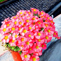 小众送妈妈的花有哪些花