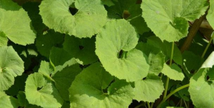 山葵和蜂斗菜的区别