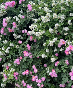 小众送妈妈的花有哪些花