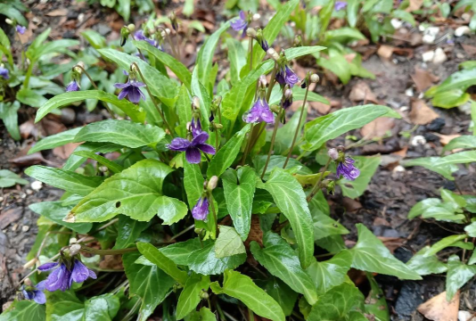 小众送妈妈的花有哪些花