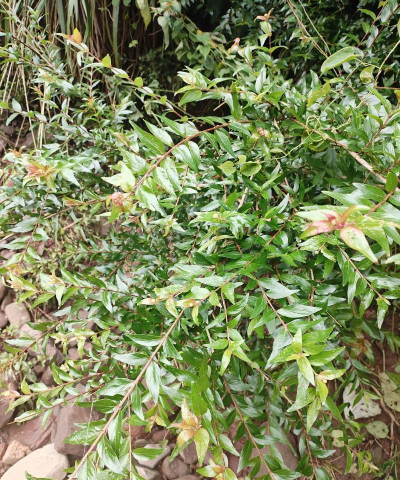 龙牙草和水杨梅的区别