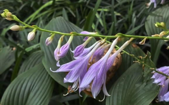 紫菀和紫萼的区别