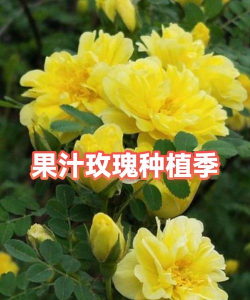 小众送妈妈的花有哪些花