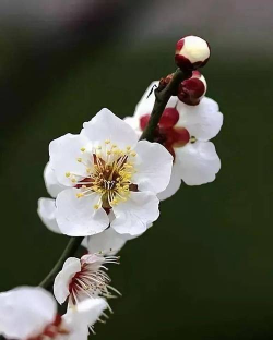 小众送妈妈的花有哪些花