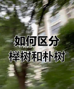 朴树和榉树的区别