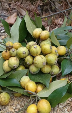 枇杷和野枇杷的区别