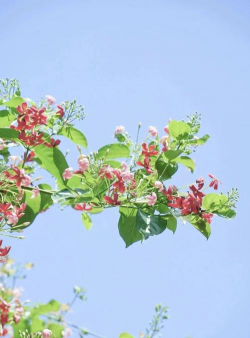 小众送妈妈的花有哪些花