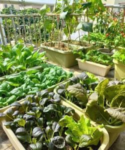 小众送妈妈的花有哪些花