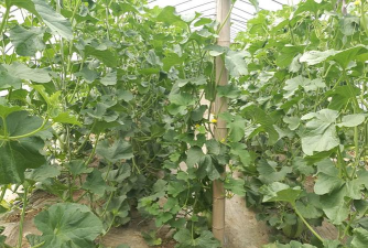 小众送妈妈的花有哪些花