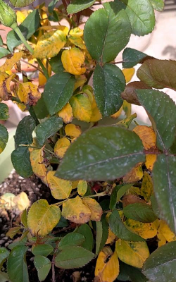 小众送妈妈的花有哪些花