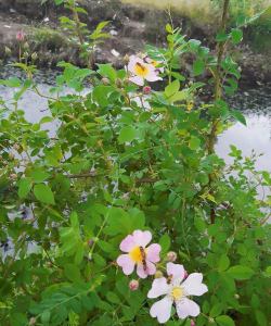 小众送妈妈的花有哪些花