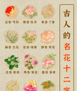 小众送妈妈的花有哪些花