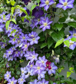 小众送妈妈的花有哪些花