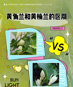 黄葛树与黄角兰区别