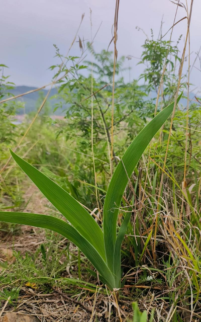 小众送妈妈的花有哪些花
