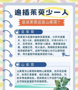 山茱萸与吴茱萸的区别