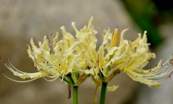 小众送妈妈的花有哪些花