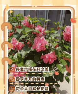 小众送妈妈的花有哪些花