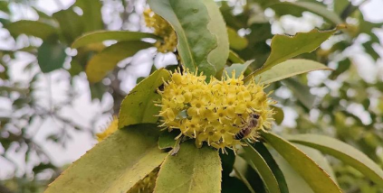 苦丁茶和菊花的区别