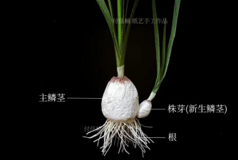 小众送妈妈的花有哪些花