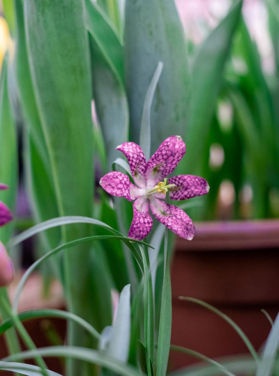 小众送妈妈的花有哪些花