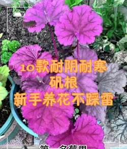 小众送妈妈的花有哪些花