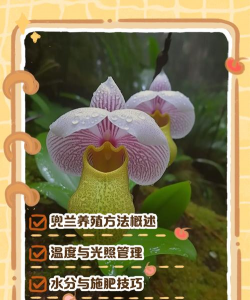 小众送妈妈的花有哪些花