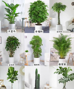 小众送妈妈的花有哪些花